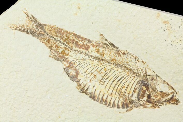 Knightia Fossil Fish - Wyoming #85478